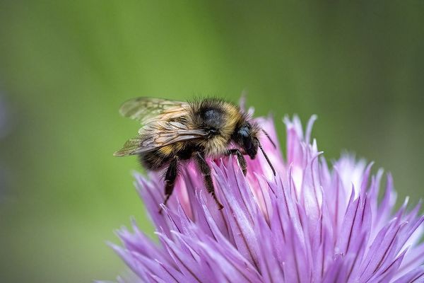 Horton, Janet 아티스트의 Issaquah-Washington State-USA Yellow Head Bumblebee (Bombus flavifrons) pollinating a chive blossom작품입니다.
